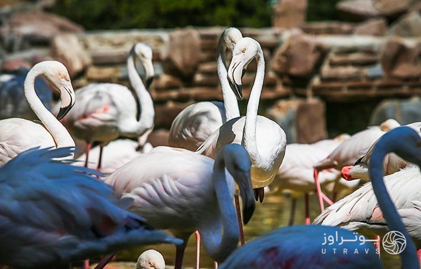 Tehran Bird Garden Pelicans